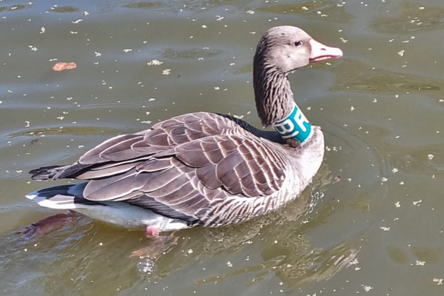 Grauwe Gans